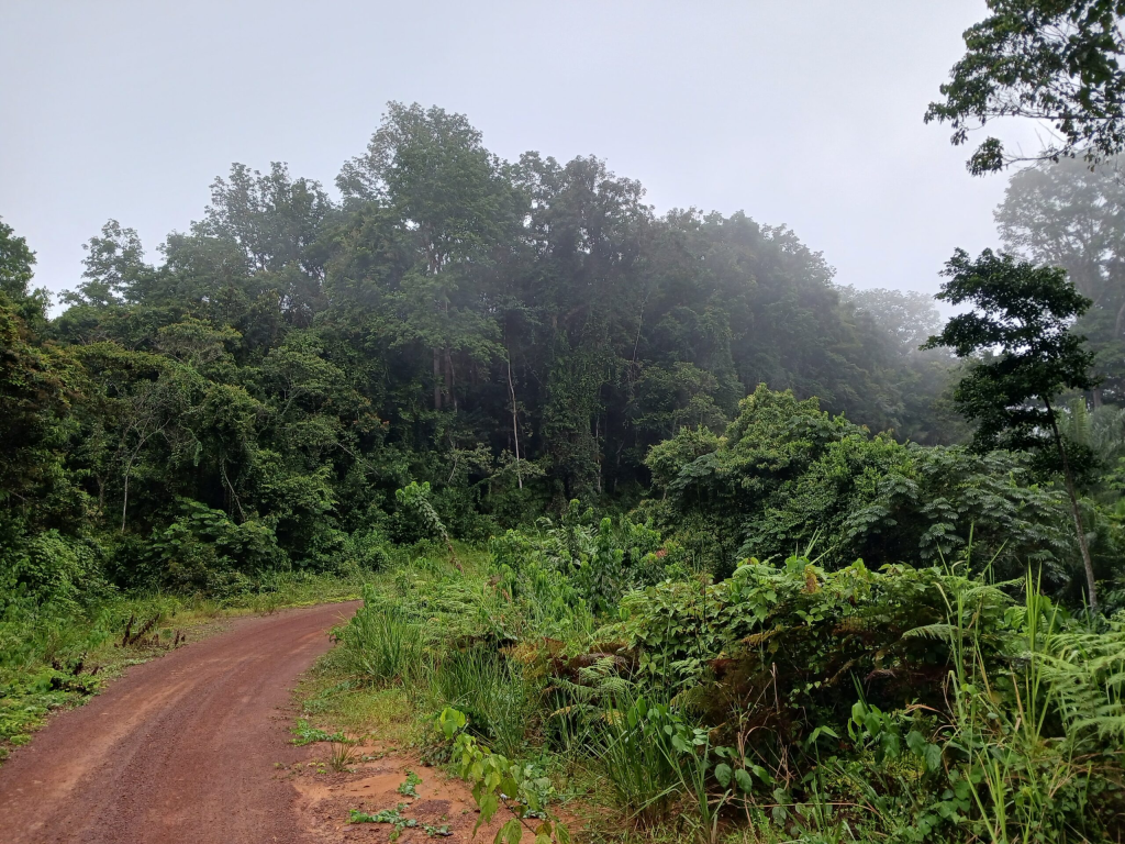 imgi 2 village path in forest