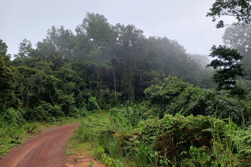 imgi 2 village path in forest